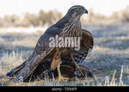 Giovani astore, Accipiter gentilis, di alimentazione su un coniglio sul terreno. Spagna Foto Stock