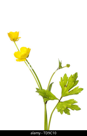 Ranuncolo strisciante, Ranunculus repens, fiori e fogliame isolata contro bianco Foto Stock