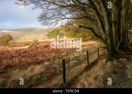 Vista autunnale di Great Hill vista da Drive Road nel Quantock Hills National Landscape, Somerset, Inghilterra. Foto Stock