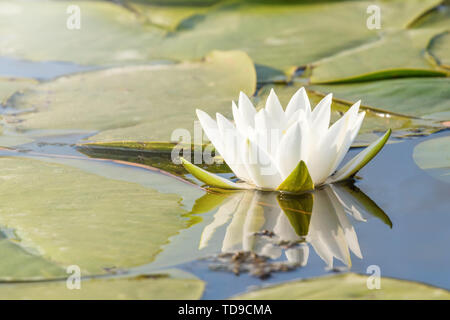White giglio di acqua sulla superficie dell'acqua. Ninfee riflesso nell'acqua. Foto Stock