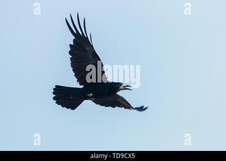 Rook in volo (Corvus frugilegus) cielo blu sullo sfondo Foto Stock