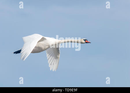 Cigno in volo blue sky (Cygnus olor) Foto Stock