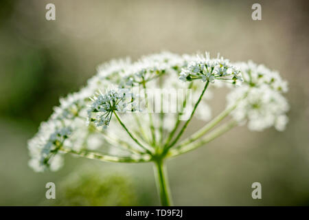 Smyrnium olusatrum, nome comune Alexanders o cavallo prezzemolo, è una pianta flowering, appartenente alla famiglia Apiaceae Foto Stock