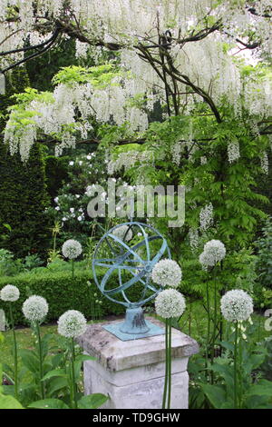 Il Glicine Bianco "Alba", Clematis 'giorno di nozze' e white alliums formano parte del giardino bianco a Renishaw Hall e giardini, Derbyshire, Inghilterra - Giugno Foto Stock