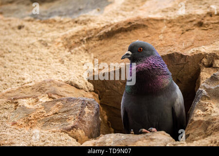 Ritratto di un piccione nesting in un foro in un antico muro di pietra Foto Stock
