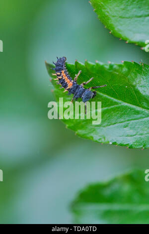 Macro di ladybug larva su un verde foglia di rose, verticale immagine a colori Foto Stock