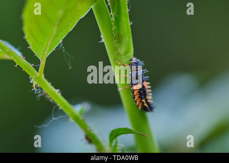 Macro di ladybug larva su un verde ramo di rose Foto Stock