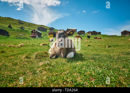 Una mucca è seduta sull'erba e in posa in fromt di tradizionali case di plateau in legno. Presa a Sal Plateau, altopiani della Turchia nordorientale. Foto Stock