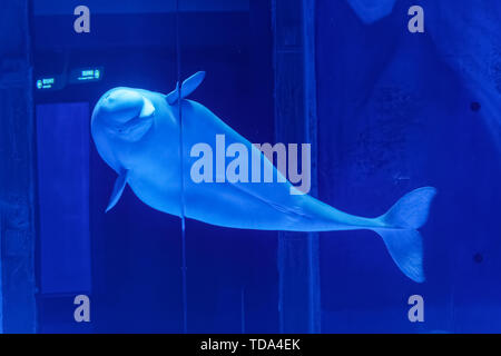 Le balene beluga in Haichang Ocean Park, Shanghai Foto Stock