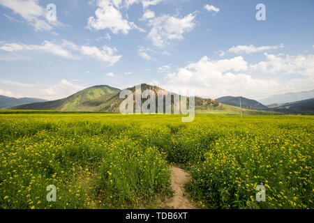 Montagna Qilian Zhuoer Montagna Mare di colza Foto Stock