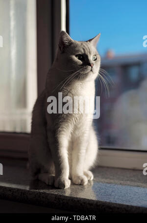 Cat breve gradiente argento Foto Stock