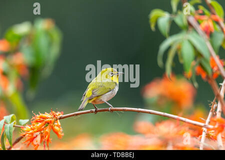 Un verde scuro ricamato uccello su un ramo di fiori. Foto Stock