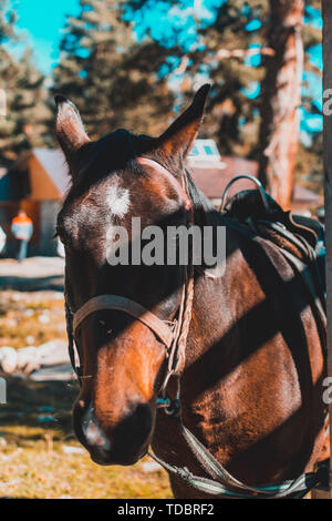 Thoroughbred giovane in posa sul prato verde estate. Colpo alla testa closeup di una razza di cavalli giovani sull'alpeggio. Primo piano di una giovane domest Foto Stock