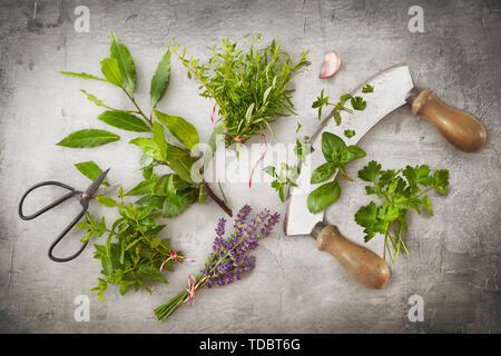 Fresco e verde di erbe di cottura con la mezzaluna coltello e cesoie o forbici e un mazzo di fiori di lavanda su una superficie strutturata in metallo grigio ardesia di sfondo con Foto Stock