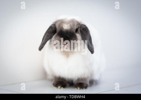 Mini Lop Rabbit Foto Stock