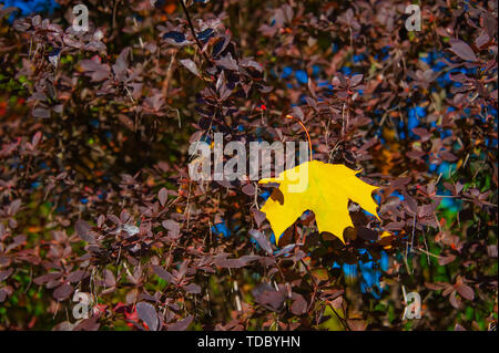 Bella lonely giallo maple leaf su uno sfondo di crimson crespino. Gli sfondi di autunno. Colori dell'autunno Foto Stock