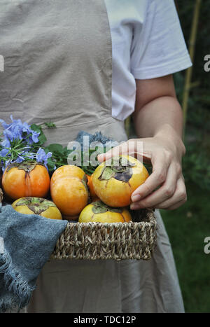 Fresche cachi croccante Foto Stock