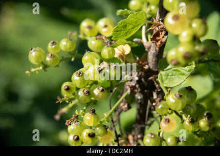 Frutta verde di ribes rosso in fase di maturazione Foto Stock