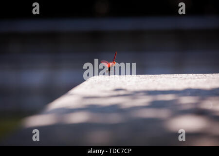 Libellula rossa in appoggio su pietra Foto Stock