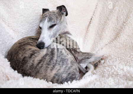 A 7 anni tigrato maschio whippet avvolto a ricciolo in poltrona. Foto Stock