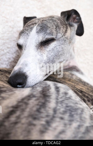 A 7 anni tigrato maschio whippet avvolto a ricciolo in poltrona. Foto Stock