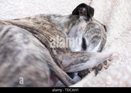 A 7 anni tigrato maschio whippet avvolto a ricciolo in poltrona. Foto Stock