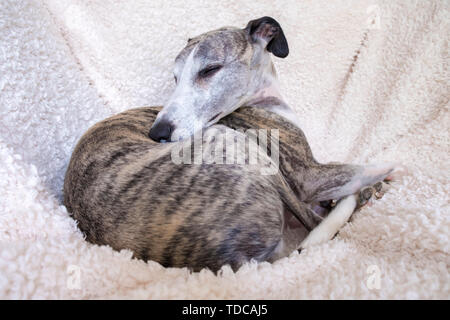 A 7 anni tigrato maschio whippet avvolto a ricciolo in poltrona. Foto Stock