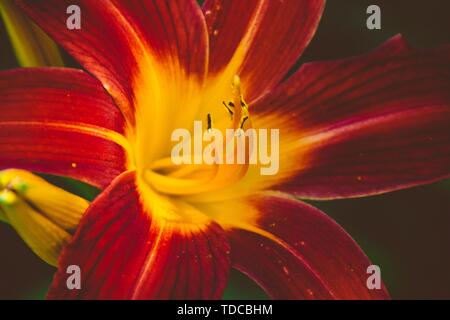 Primo piano di un bel fiore giallo e rosso Foto Stock