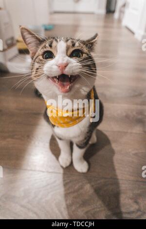 Un piccolo gattino che si sente felice con una bandana in un casa in piedi su pavimento di legno Foto Stock