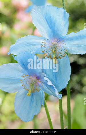 Mevconopsis 'Lingholm'. Himalayan papaveri blu fioritura in maggio in un bosco giardino, REGNO UNITO Foto Stock