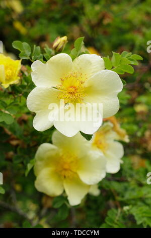 Rosa xanthina "Canary Bird - la diffusione di una rosa ad arbusto fioritura in maggio. Modulo Gas Anestetici Foto Stock