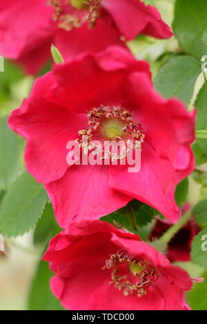 Rosa moyesii .fiore di rosa da vicino. Rosa moyesii "Geranium", arbusto arrampicante rosa con vivaci fiori rossi a fine maggio. MODULO GAS ANESTETICI Foto Stock