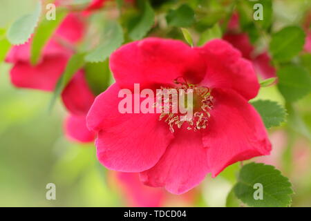 Rosa moyesii .fiore di rosa da vicino. Rosa moyesii "Geranium", arbusto arrampicante rosa con vivaci fiori rossi a fine maggio. MODULO GAS ANESTETICI Foto Stock