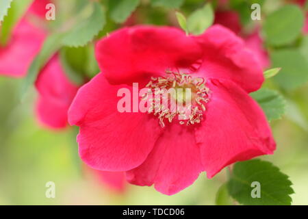 Rosa moyesii .fiore di rosa da vicino. Rosa moyesii "Geranium", arbusto arrampicante rosa con vivaci fiori rossi a fine maggio. MODULO GAS ANESTETICI Foto Stock