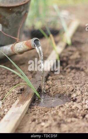 Allium porrum 'Musselburgh'. Irrigazione porro giovani piante dopo la piantagione in fori realizzati con un dibber nel maggio - REGNO UNITO Foto Stock
