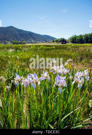 Iridi selvatici che crescono in ranch pascolo; Vandaveer Ranch; Salida; Colorado; USA Foto Stock