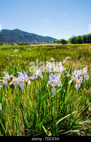 Iridi selvatici che crescono in ranch pascolo; Vandaveer Ranch; Salida; Colorado; USA Foto Stock