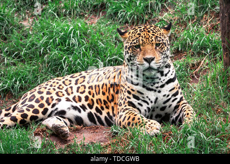 Ritratto di gatto selvatico animale, Leopard recante sull'erba cercando per la fotocamera. Foto Stock