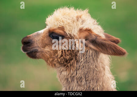 Ritratto di profilo del giovane Llama (alpaca) testa nell'ambiente naturale. Foto Stock