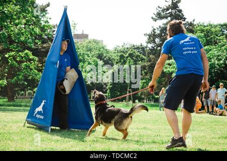 Bratislava, Slovacchia - 2 Giugno 2019 : miglior cane di Ruzinov, simulazione di difesa del cane, cop e bandit Foto Stock