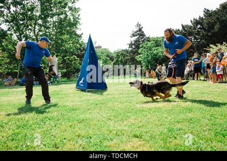 Bratislava, Slovacchia - 2 Giugno 2019 : miglior cane di Ruzinov, simulazione di difesa del cane, pastore tedesco in azione Foto Stock