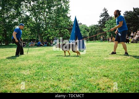 Bratislava, Slovacchia - 2 Giugno 2019 : miglior cane di Ruzinov, simulazione di difesa del cane Foto Stock