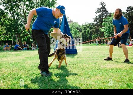 Bratislava, Slovacchia - 2 Giugno 2019 : miglior cane di Ruzinov, simulazione di difesa del cane - mordere pastore tedesco Foto Stock