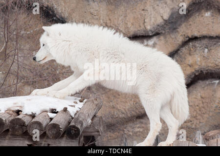 Wild alaskan tundra Wolf. Canis lupus arctos. Lupo polare o lupo bianco. Animali in wildife. Foto Stock