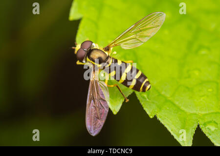 Syrphid Fly (Xanthogramma flavipes) - maschio Foto Stock
