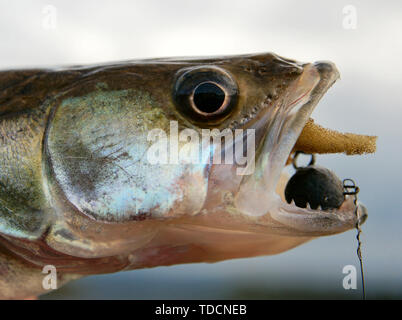 Walleye catturati sulla maschera artigianale esca, close-up sulla testa Foto Stock