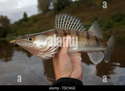 Walleye catturati sulla maschera artigianale esca, close-up Foto Stock