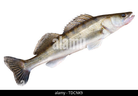 Walleye isolato con tracciato di ritaglio Foto Stock