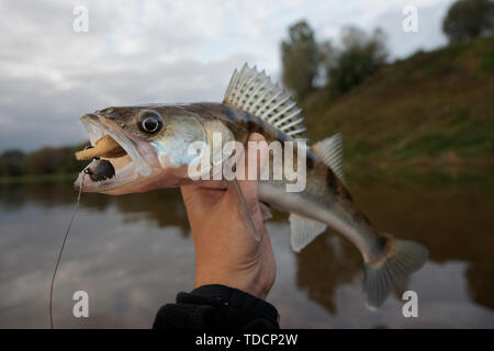 Walleye catturati sulla maschera artigianale esca contro il paesaggio fluviale Foto Stock