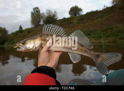 Walleye catturati sulla maschera artigianale esca in Fisherman's mano Foto Stock